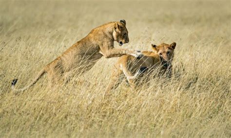 Mara Triangle | Pristine Wilderness in Maasai Mara