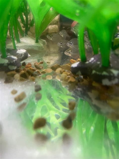 Glass Catfish Breeding? - Fish Breeding - C.A.R.E.