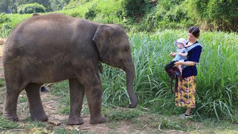 Chiang Mai Interaktive Tour Durch Das Elefanten Schutzgebiet