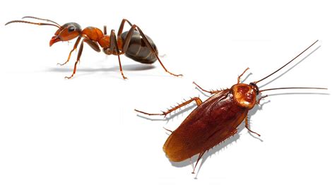 Cockroach Control Services In Gurgaon Ant Pest Control Service