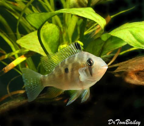 Premium Rare And New Threadfin Heckelii Cichlid Acarichthys Heckelii