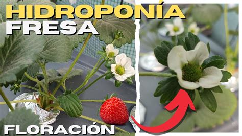 🍓 Fresas HidropÓnicas Paso A Paso 🍓 F L O R A C I Ó N 🌼 5 Youtube