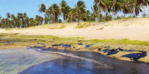 Desastre Ambiental Leo Nas Praias Do Nordeste Oceanauta