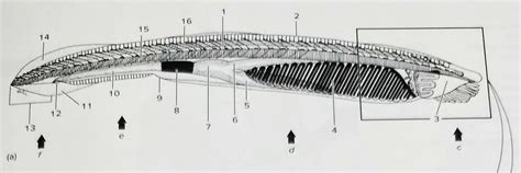 Cephalochordate I Diagram | Quizlet