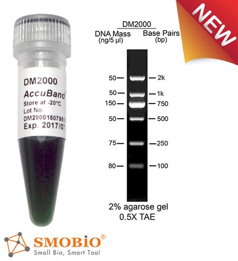 smobio accuband  bp dna marker ii  ml  dna gel