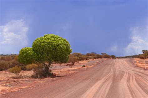 Desert Kurrajongs The Compass And Water Trees Of The Outback Abc News