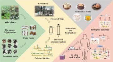 Review On The Genus Polygonatum Polysaccharides Extraction