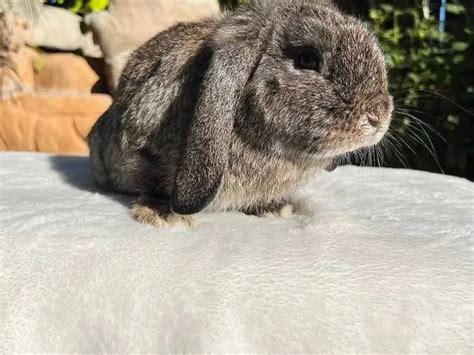 4 Months Old Holland Lop Bunnies For Sale Near Los Angeles California