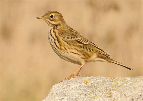 Details Meadow Pipit Birdguides