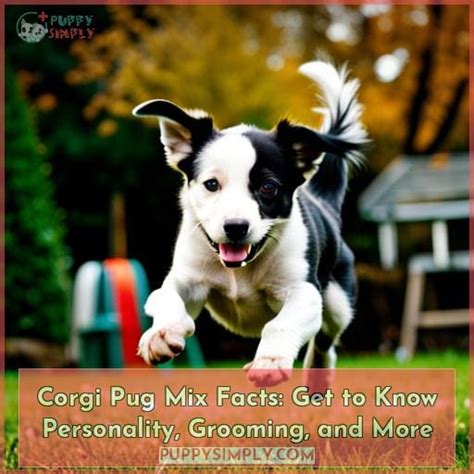 Corgi Pug Mix Facts: Get to Know Personality, Grooming, and More