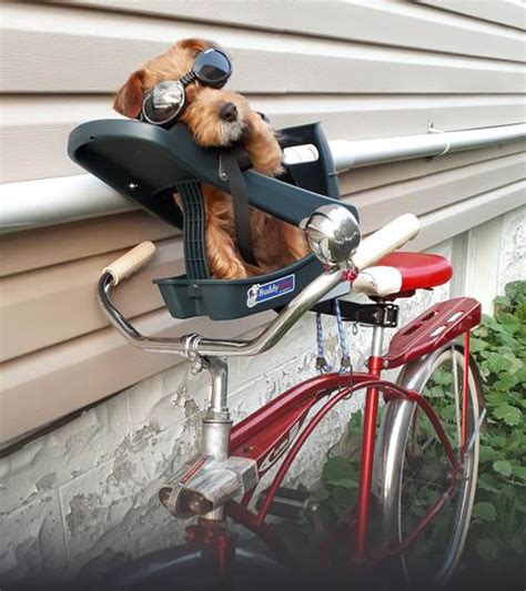 Buddyrider™ Bicycle Pet Seat Photo Gallery In 2020 Dog Seat Dog