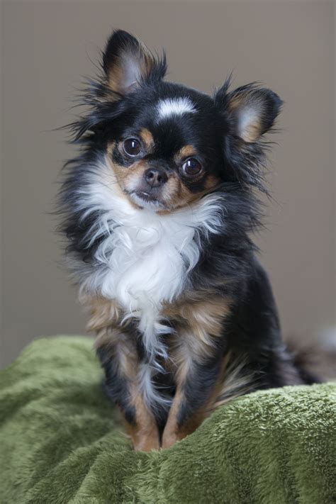 Apple Head Chihuahua Puppy Price | Puppies Cares