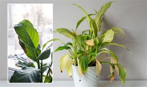 Houseplants How To Avoid Houseplants Becoming Stressed Signs To Look