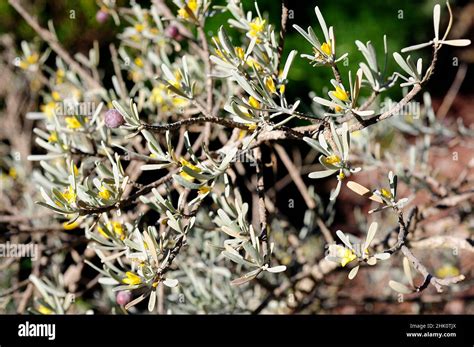 Orijama Fotograf As E Im Genes De Alta Resoluci N Alamy