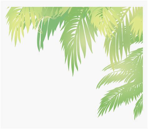 Arecaceae Leaf Euclidean Vector Coconut Leaf Vector Png Transparent