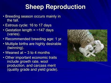 Ppt Sheep And Goats Powerpoint Presentation Id711077