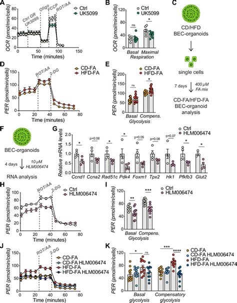 Hepatic Lipid Overload Triggers Biliary Epithelial Cell Activation Via