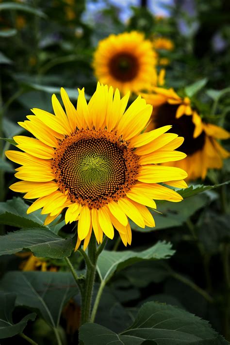 Tournesols Champ De Photo Gratuite Sur Pixabay Pixabay