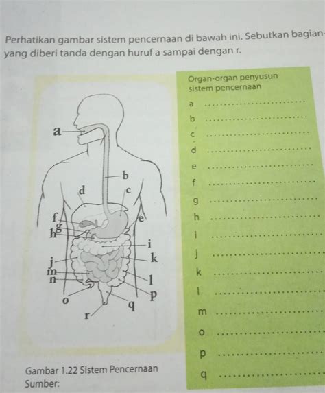 Perhatikan Gambar Sistem Pencernaan Berikut Bonus