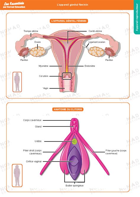 Lappareil Gnital Fminin Anatomie Lappareil Génital Féminin Col