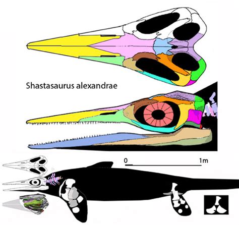 Cymbospondylus youngorum, Shastasaurus pacificus and Shastasaurus ...