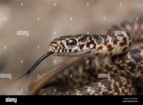 Coluber constrictor flaviventris hi-res stock photography and images - Alamy