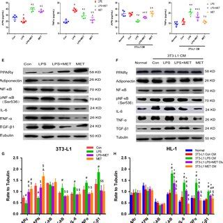 Metformin Suppressed LPSstimulated Inflammation In 3T3L1 Adipocytes