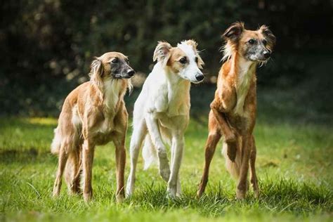 Der Silken Windsprite Im Rasseportrait Goldenmerlo Hundeblog