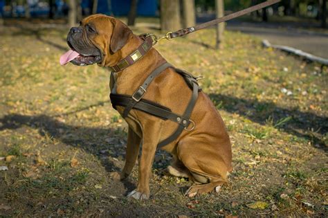 Tracking Pulling Agitation Leather Dog Harness For Boxer H51073