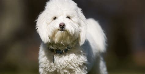 Coton De Tulear Guide Lifespan Size And Characteristics