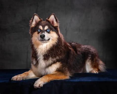 Pomsky Dogs: Temperament, Life Span, Care and Maintenance