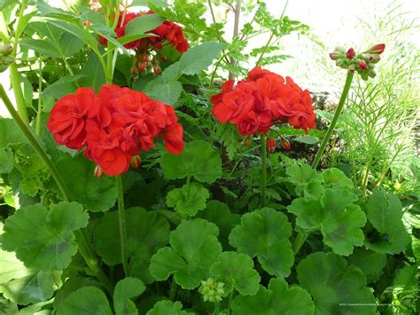 Pelargonium Spp Pelargonio Geranio Plantas De Exterior Geranios