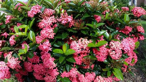 Planting Tip Ixora Shrubs Flourish In Summertime