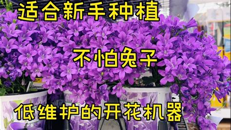 低维护的庭院小花风铃草Campanula莎拉养花 YouTube