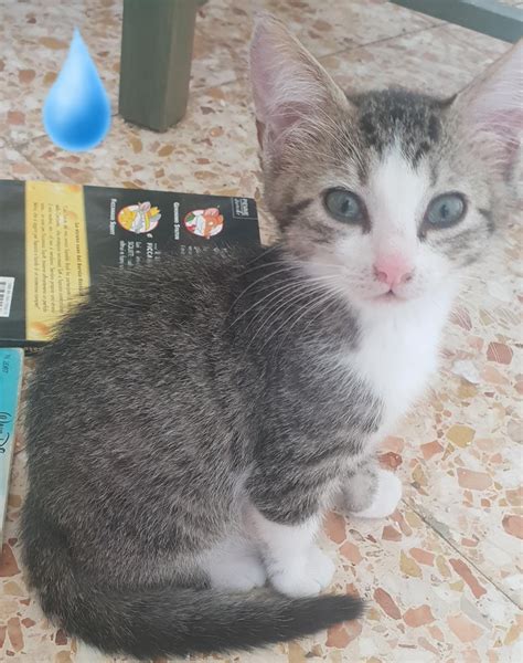 GATTI TANTI CUCCIOLI DA ADOTTARE