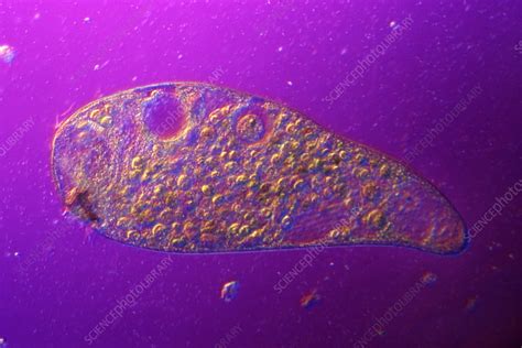 Ciliate Protozoan Light Micrograph Stock Image Z1050260 Science