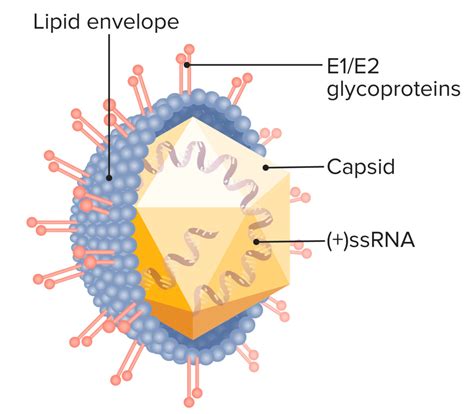 Virus De La Hepatitis C Concise Medical Knowledge