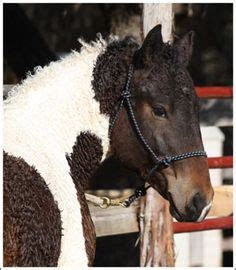 Bashkir Curly Horse