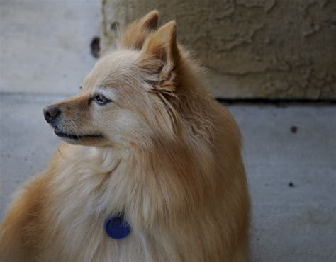 Ginger Colored Pomeranian Dog Free Stock Photo - Public Domain Pictures