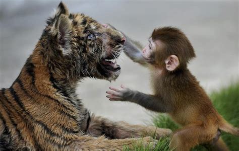 A baby rhesus monkey made friends with a tiger cub (3 pics) | Amazing Creatures