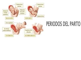 PERIODOS DEL PARTO Pptx PERIODOS DEL PARTO Pptx