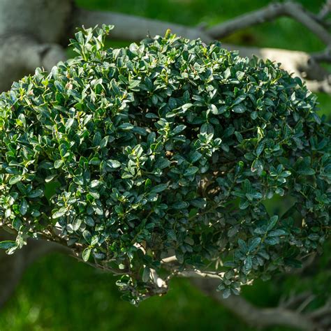 Steeds Holly Shrub Green Thumbs Garden