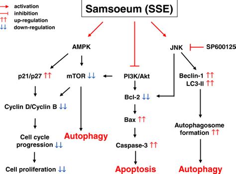 Schematic Diagrams Showing The Mechanisms Underlying Anti Cancer