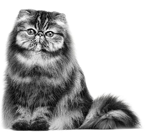 Persian Cat PNG Transparent Images