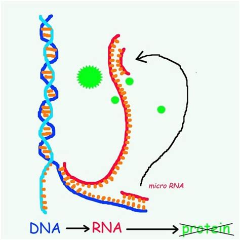 Role Of Rna In Gene Expression What Is Microrna