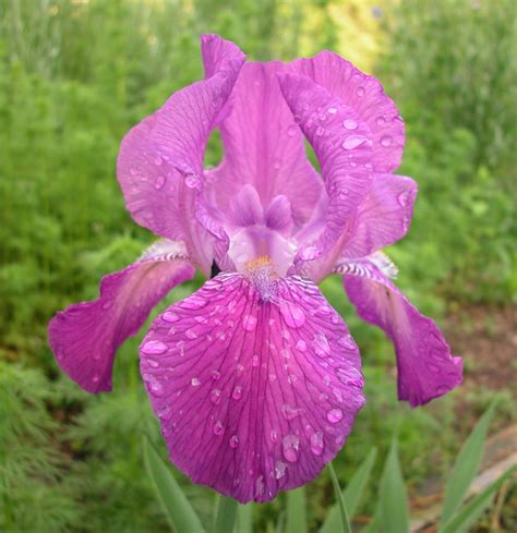 Iris Caprice Iris Flowers Iris Garden Beautiful Flowers