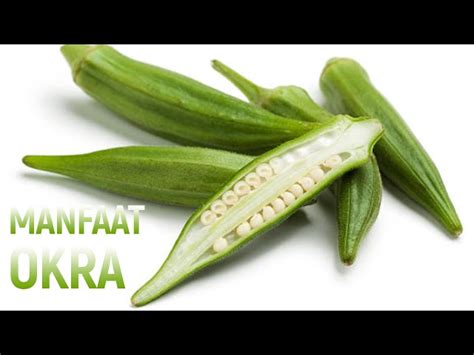 Manfaat Okra Langka Yang Perlu Anda Ketahui Solider