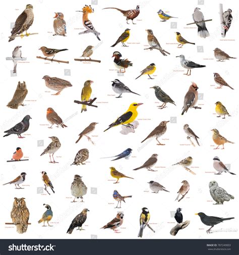 Collage Wild Birds Names Isolated On Stock Photo 787249003 | Shutterstock