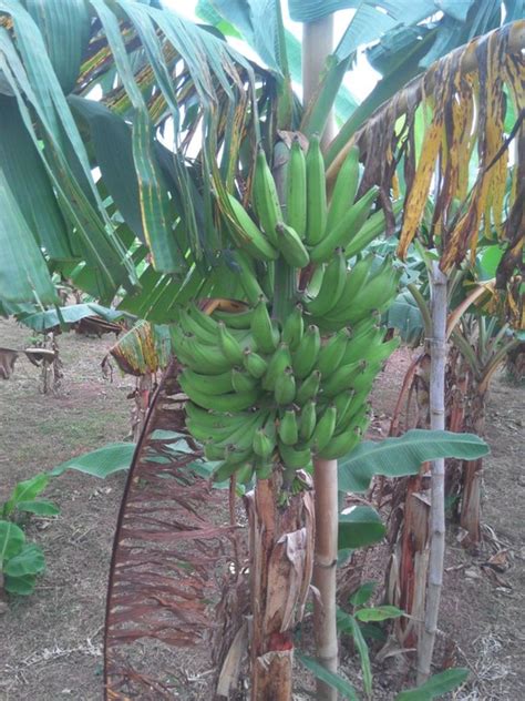 High Yielding Banana And Plantain Suckers Available Agriculture Nigeria