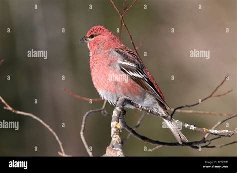 Male Pine Grosbeak (Pinicola enucleator). member of true finch family ...